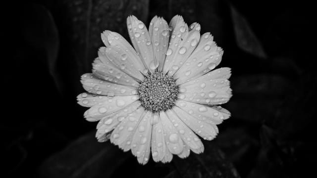 Wpis pattyphotography