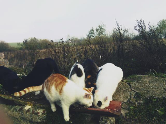 cats cats cats cats cats
