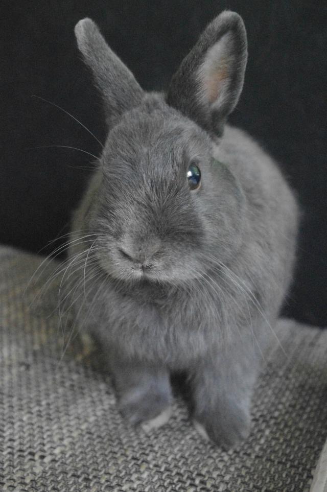 Laki 