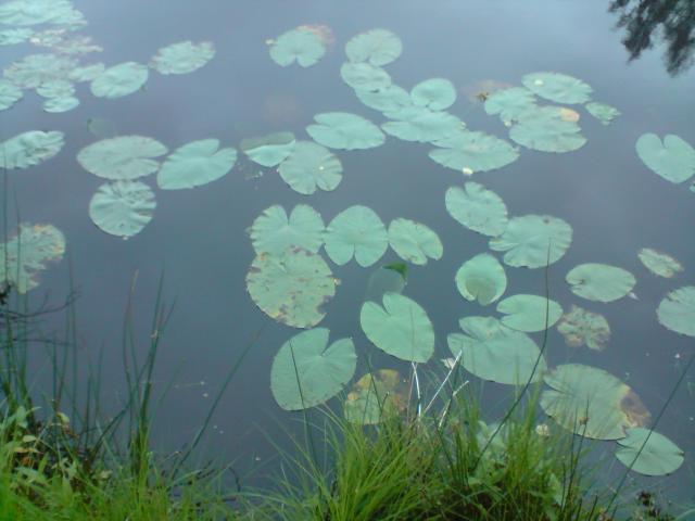 Takie tam nad stawem 