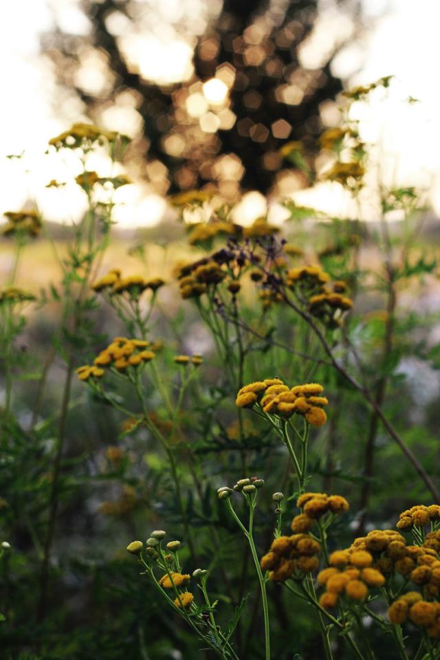 yellow