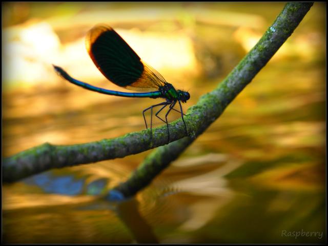 Dragonfly - Waka