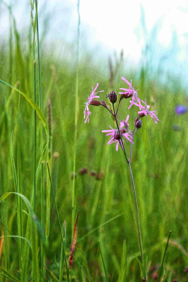 Zapora