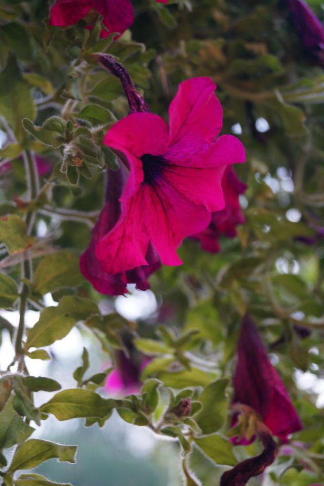 Wpis aviorphoto