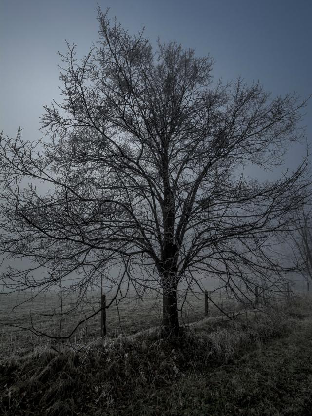 Tree of worthlessness