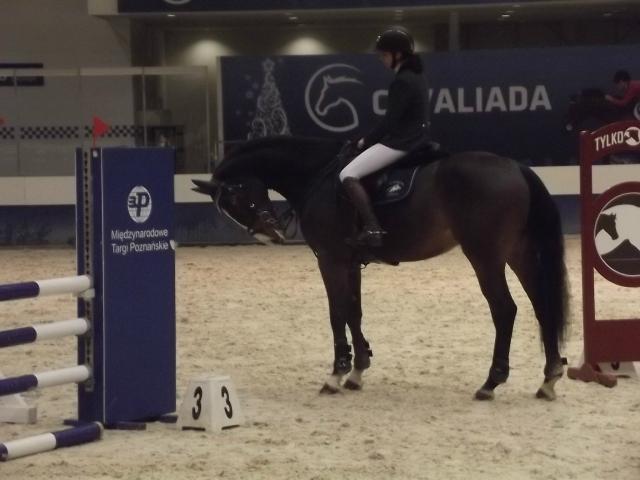 Cavaliada Prolog 2014