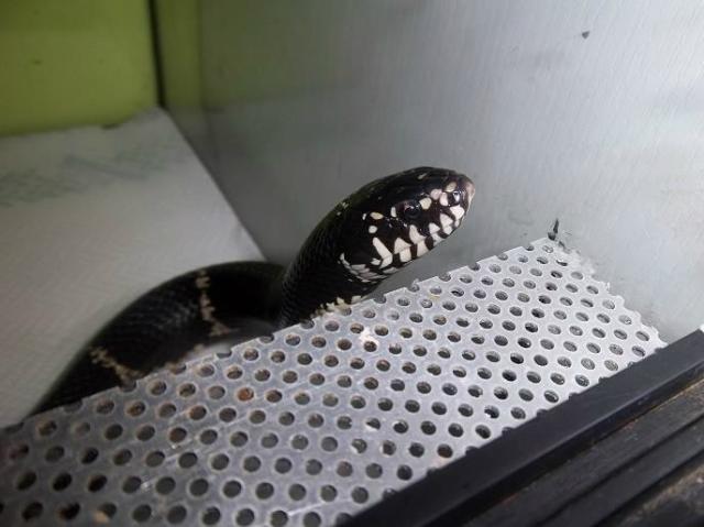 Lampropeltis getula getula