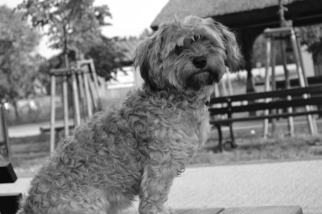 Tusia