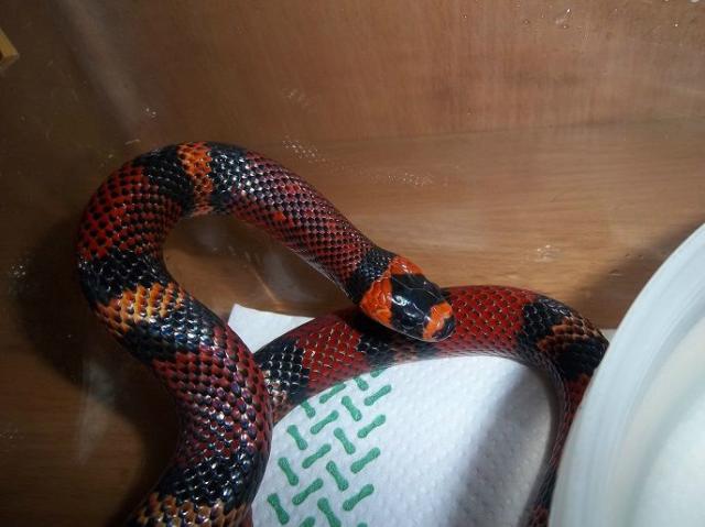 Lampropeltis t. hondurensis