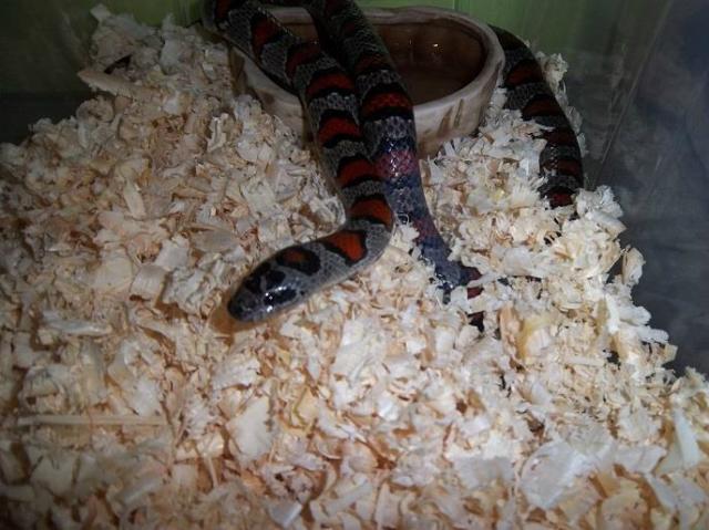 Lampropeltis mexicana mexicana