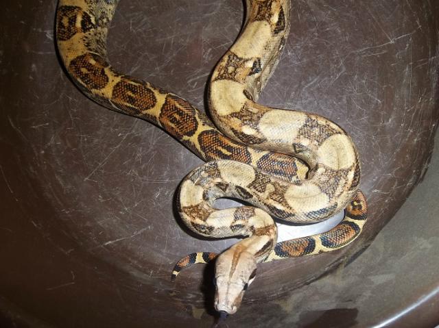 Boa constrictor
