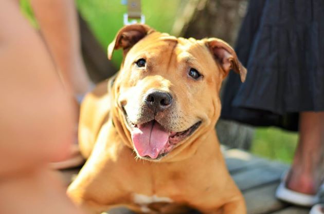 Happy dog :)