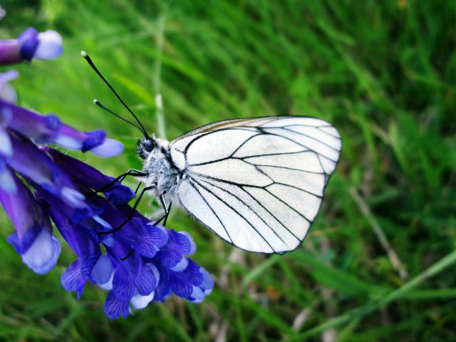 butterfly.