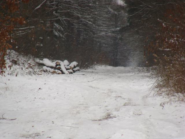 ZIMA