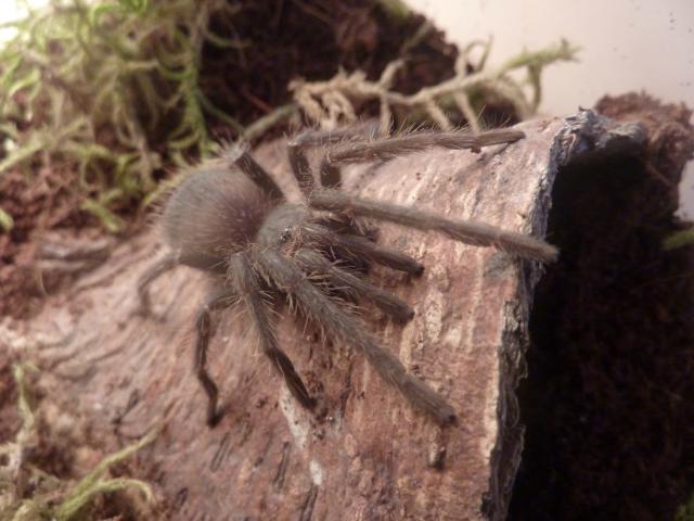 Lasiodora parahybana