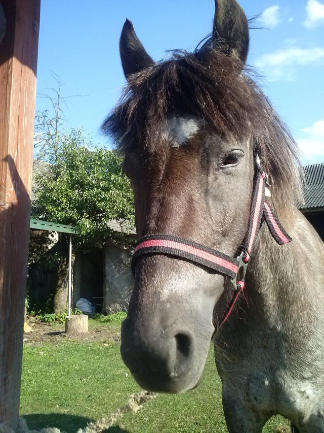 Lucy, osioek z lata :)