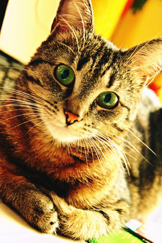 kika 