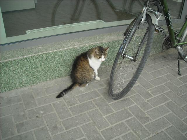 kotek