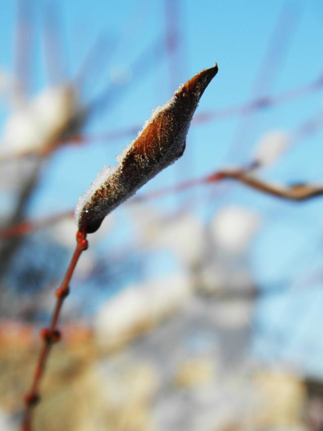 Winter 2014/2015