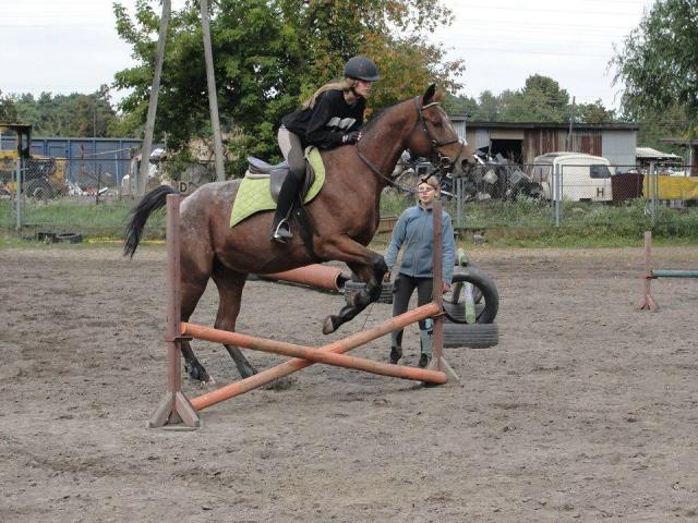 Wpis horseeyes