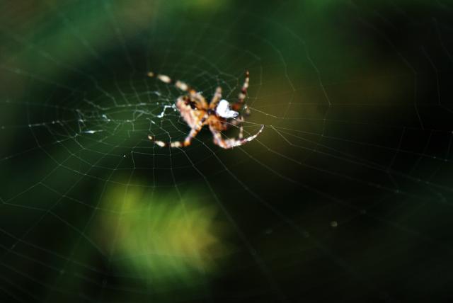 spider