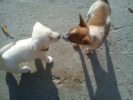 My doggies