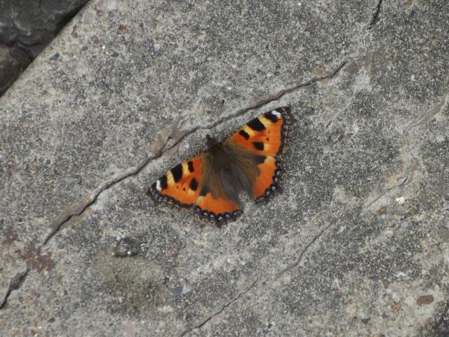 Motyl :)