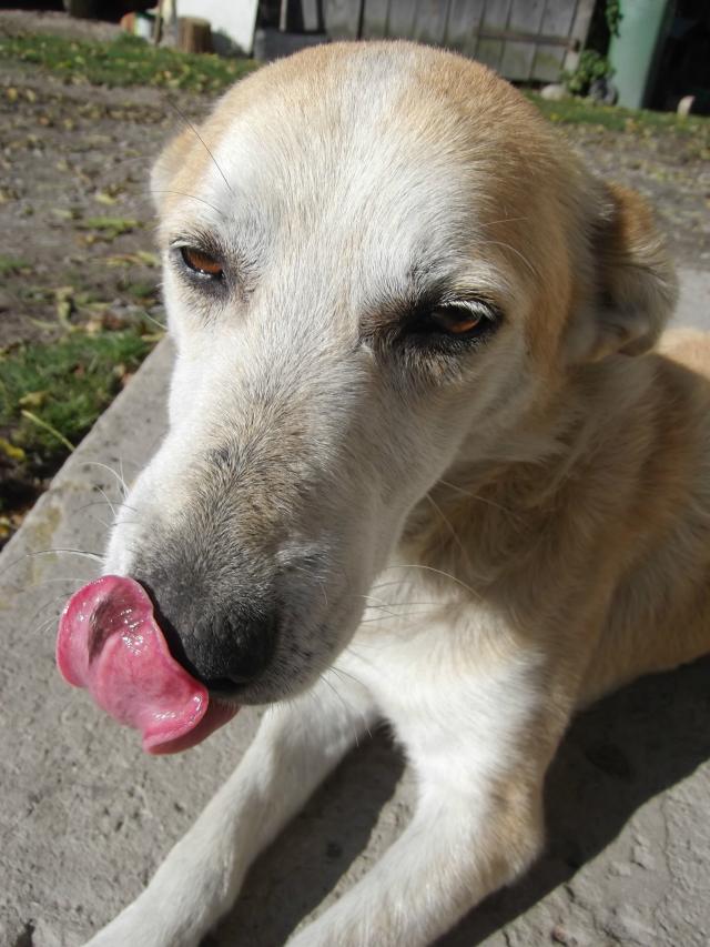 Dog 