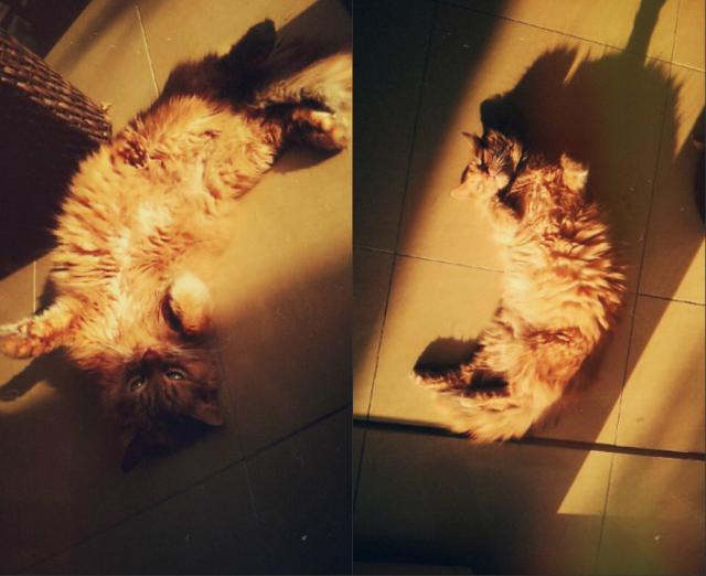 Kote