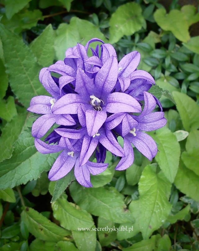 purple flower.