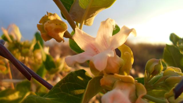 Wpis bialemarzenia