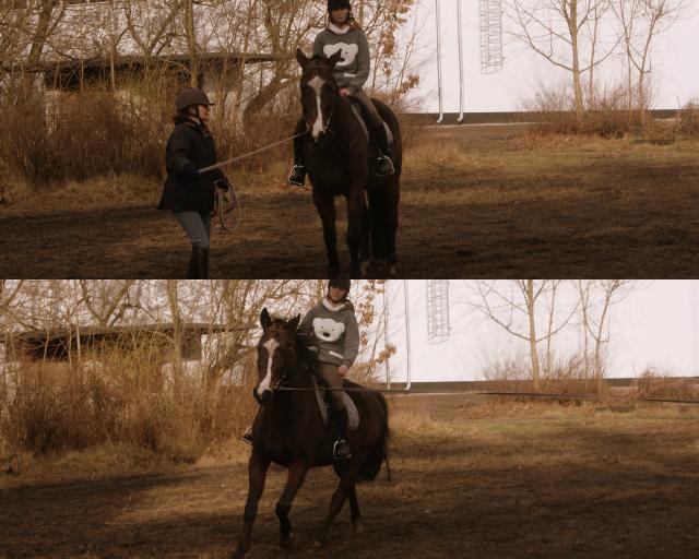 Horse.