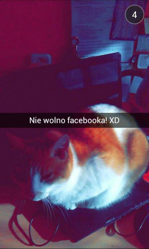 Kot prawd ci powie 