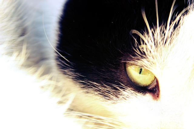 cat