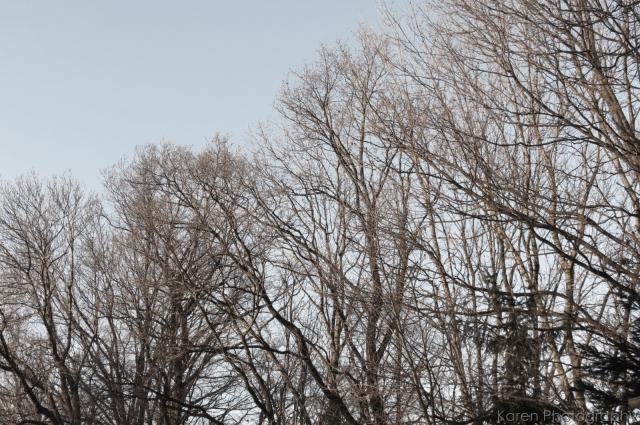 Lonely trees
