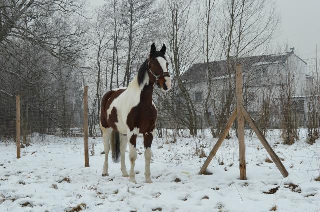zimowy :)