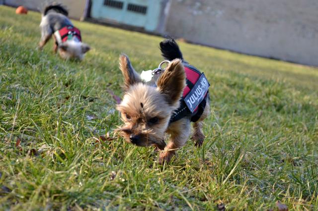 Wpis dogfrisbeefun