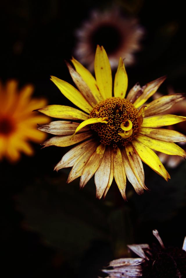 yellow
