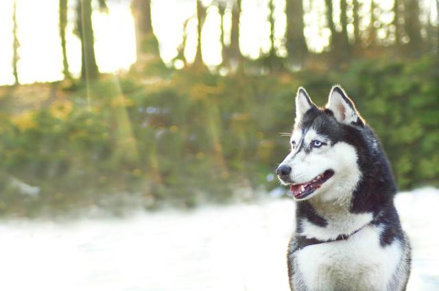 Husky!
