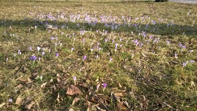 Krokusy.