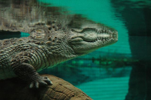 Aligator!