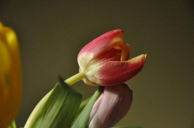 tulipanka przytulanka:)