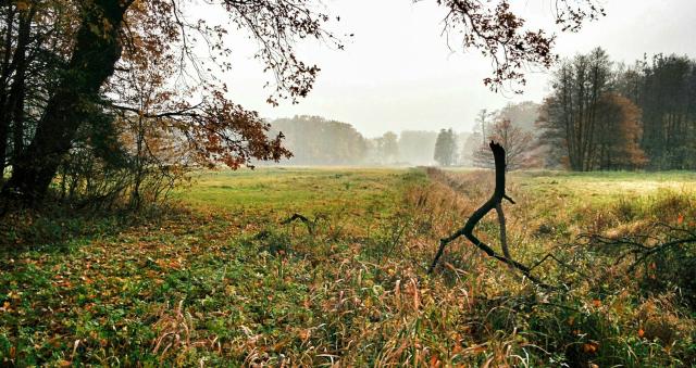 Park paacowy, Moszna.