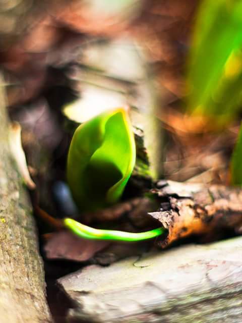Spring! 
