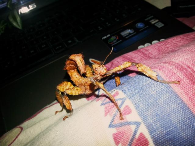 Wpis kinmac