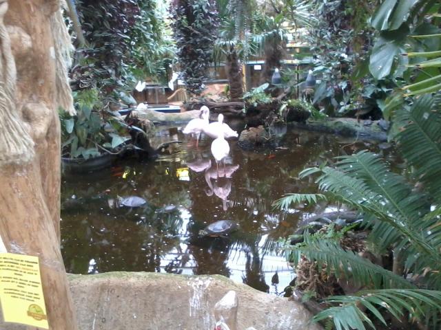 flamingi