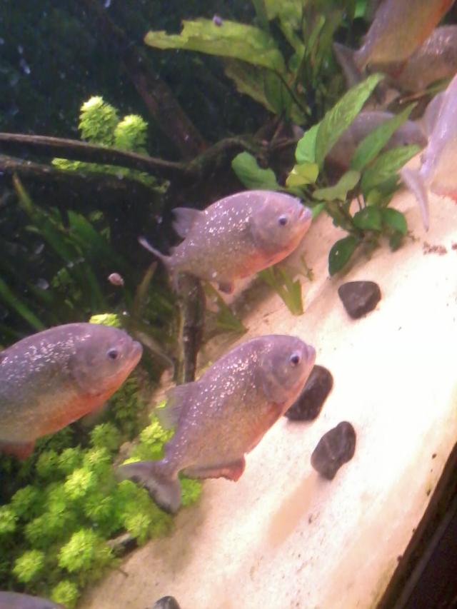 piranie