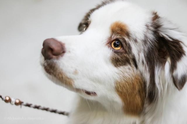 Red Merle Aussie :)