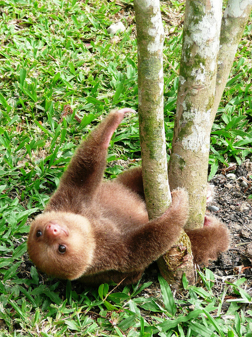 Sloth :3