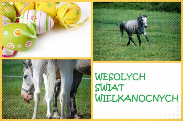 Wpis stajniadialog